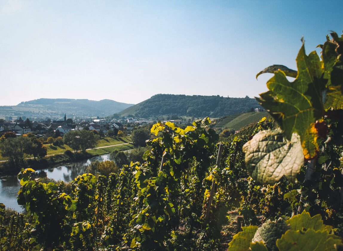 Sekt vineyards in Saar