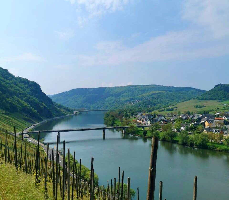 Vineyards along the Mosel River